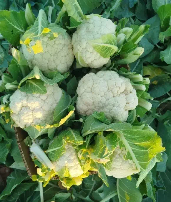 گل کلم سفید/ سوپرلوکس/الان۲۷تن موجوده|خوردنی و آشامیدنی|تهران, مختاری|دیوار