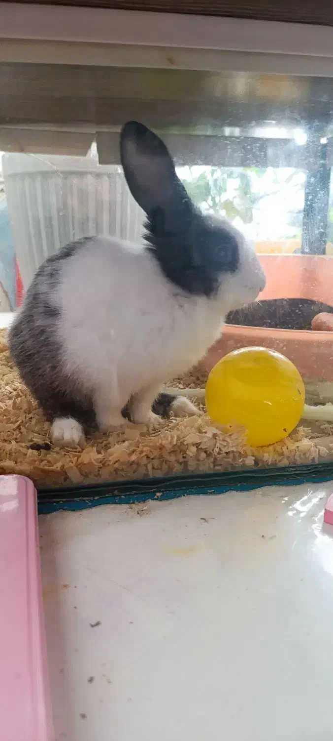 خرگوش|موش و خرگوش|محمدیه-قزوین, |دیوار