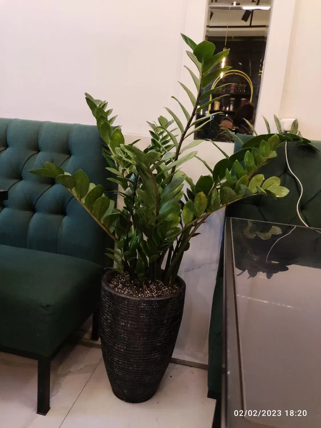 باغچه کاری و تعویض گلدان در خانه شما بدون کثیفی|خدمات باغبانی و درختکاری|مشهد, امیر|دیوار