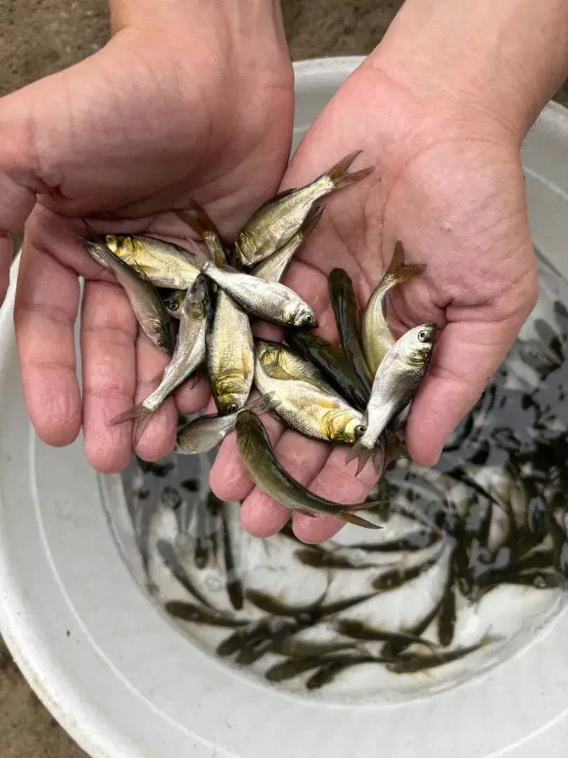 بچه ماهی کپور|ماهی|مرودشت, ژیان|دیوار