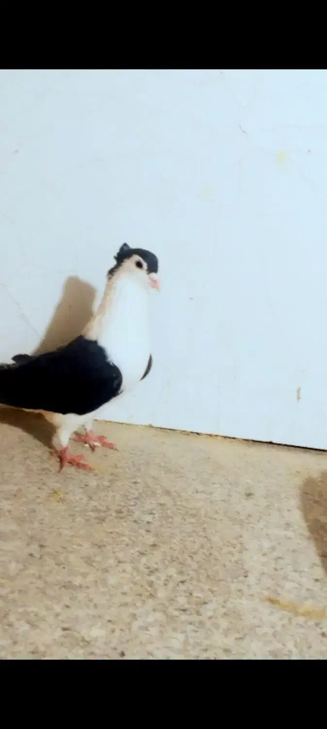 کبوتر رنگه و آلمانی سار، ساده، سفید|پرنده|نصر آباد, |دیوار