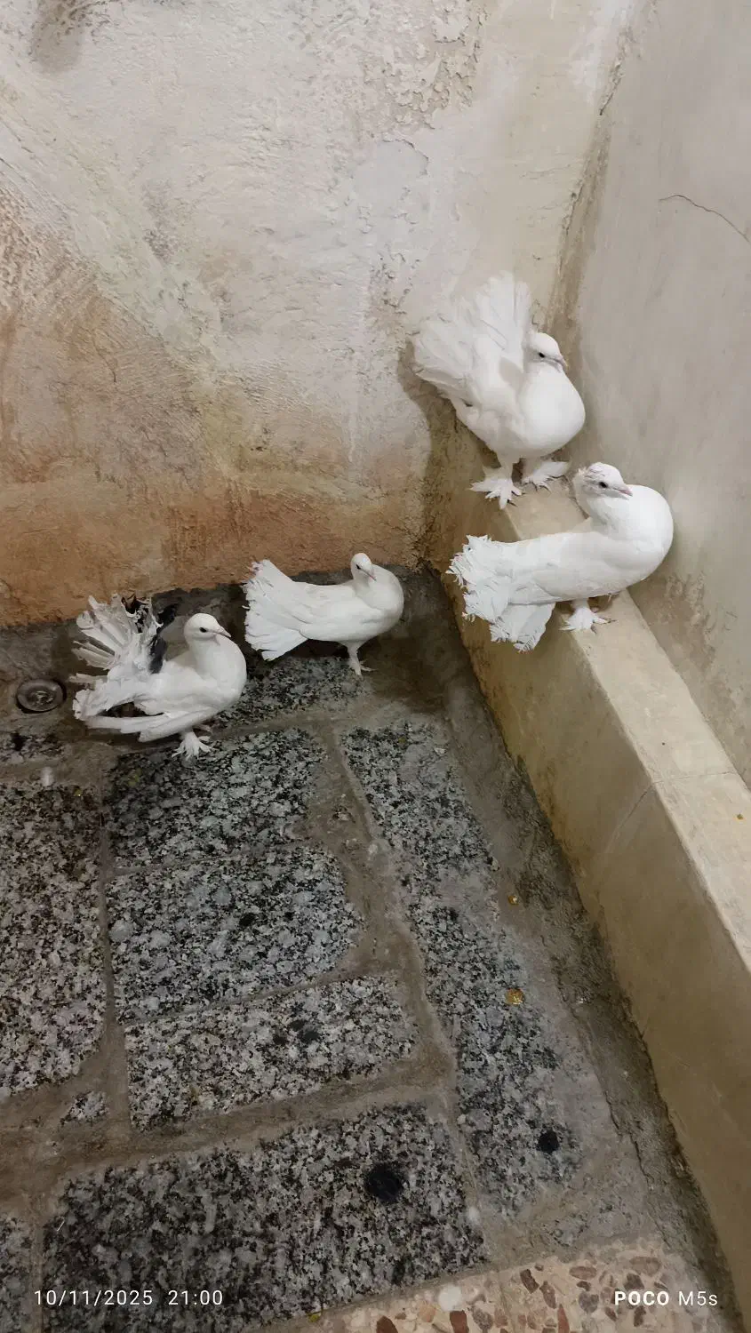 فروش کفترای چتری|پرنده|قم, حاج زینل|دیوار