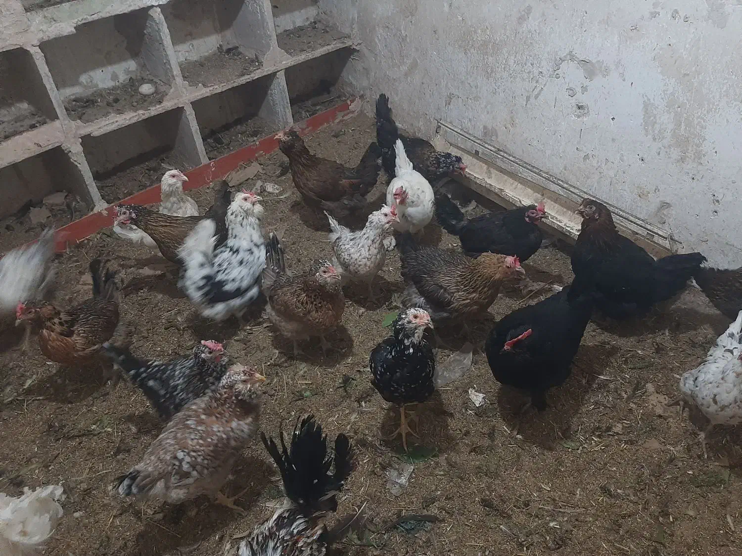 تخم مرغ گلین نطفه‌دار از مرغ‌های اصلی نژادهای اصلی|حیوانات مزرعه|قم, نوبهار|دیوار