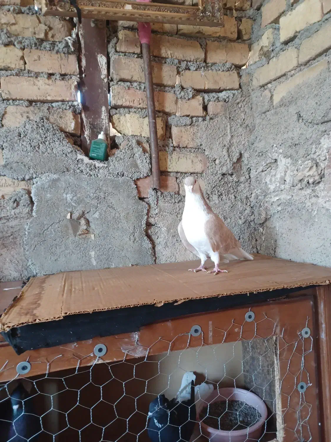 کبوتر نر|پرنده|اقبالیه, |دیوار