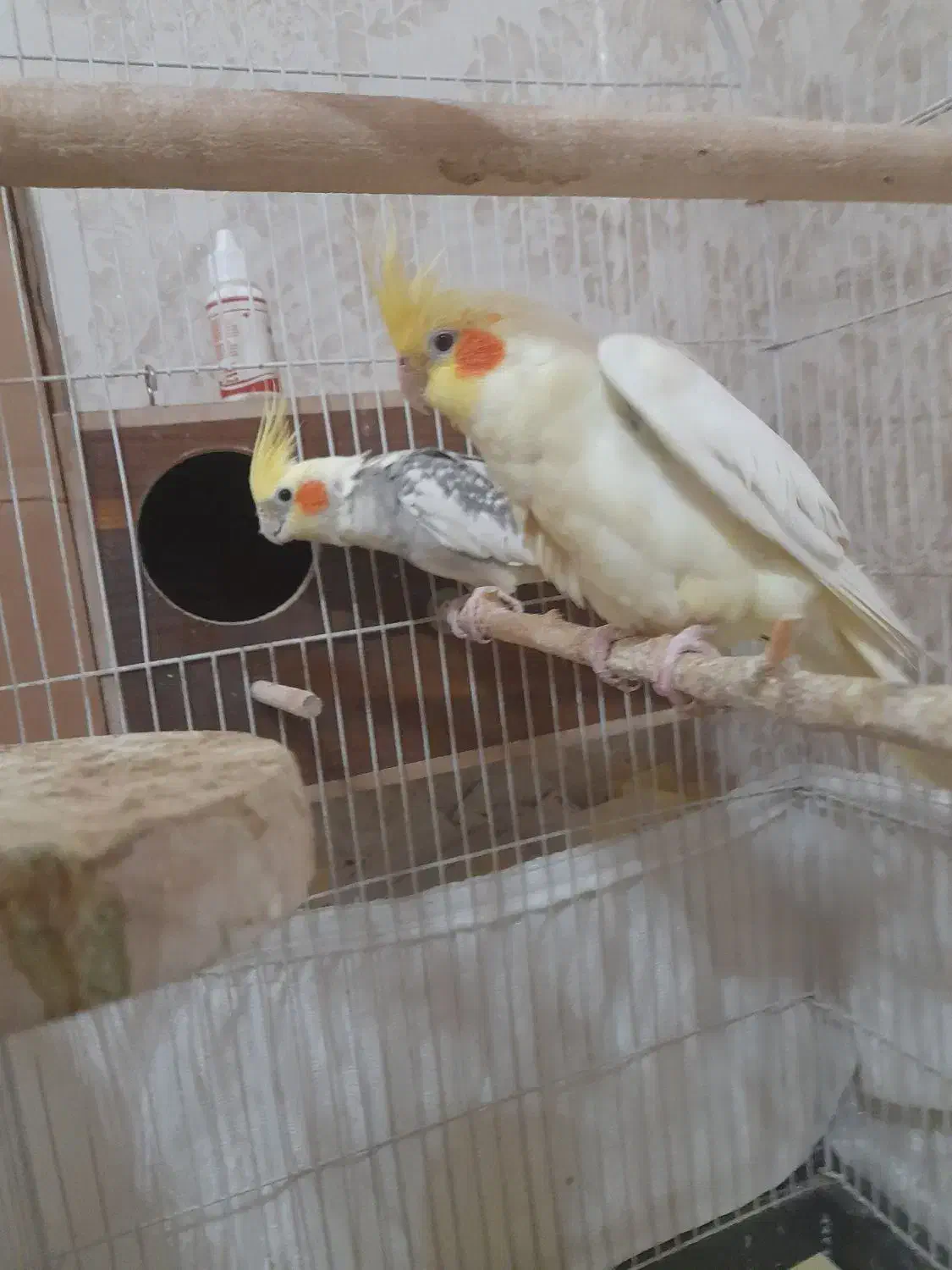 عروس هلندی سخنگومولد|پرنده|تهران, امام زاده عبدالله|دیوار