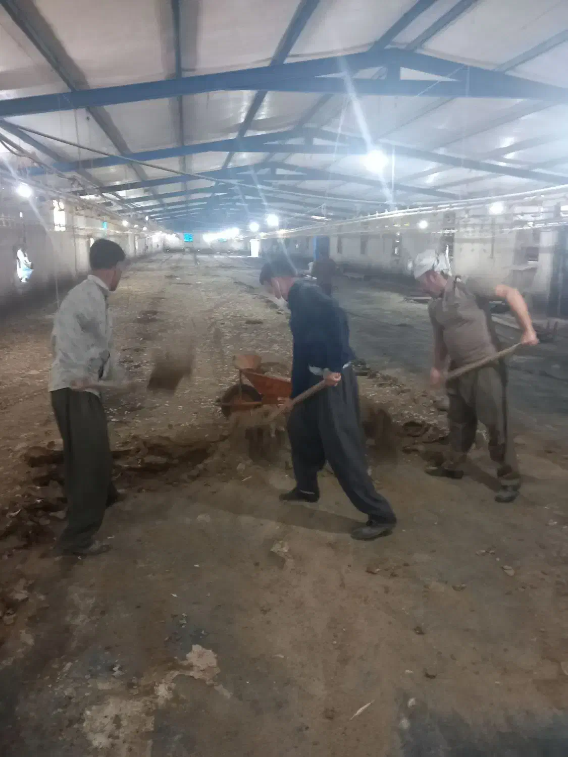 کود مرغی گوشتی خشک سالنی|خدمات باغبانی و درختکاری|کرمانشاه, |دیوار