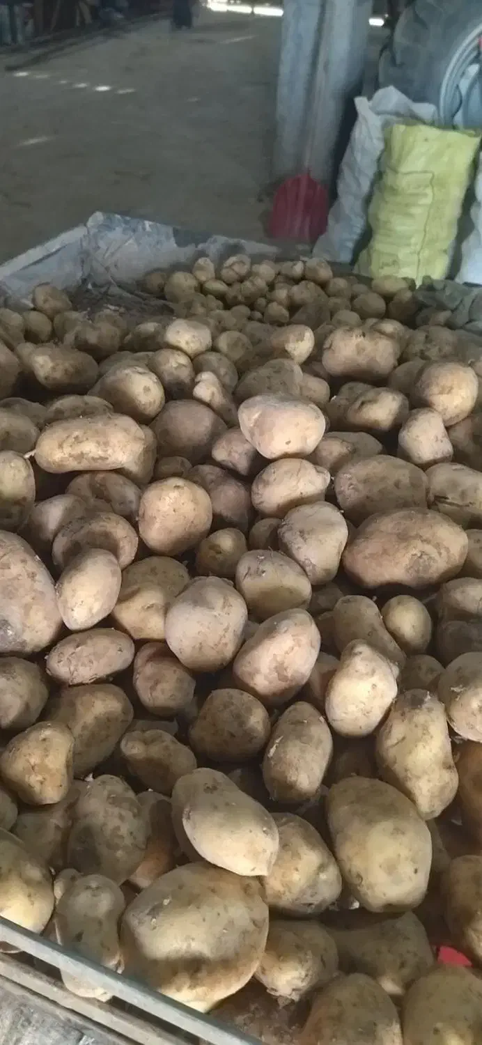 سیب دامی|لوازم جانبی حیوانات|احمدآبادمستوفی, |دیوار