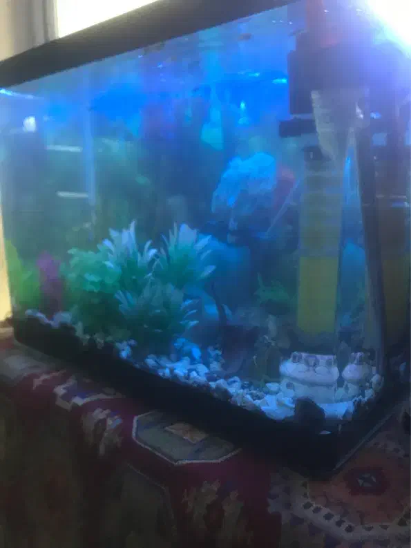 اکواریوم با تمام لوازم و ۲۰ تا ماهی|ماهی|مشهد, آزادشهر|دیوار