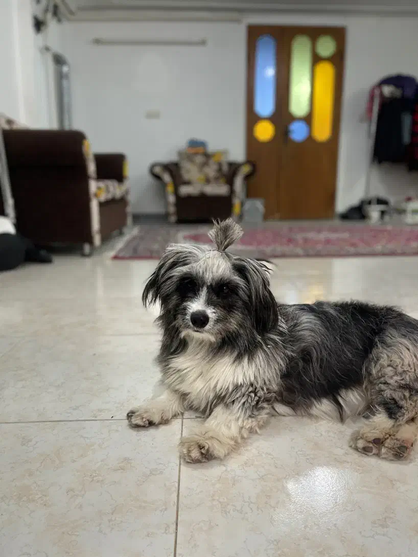 واگذاری|سگ|رشت, سعدی (تختی)|دیوار