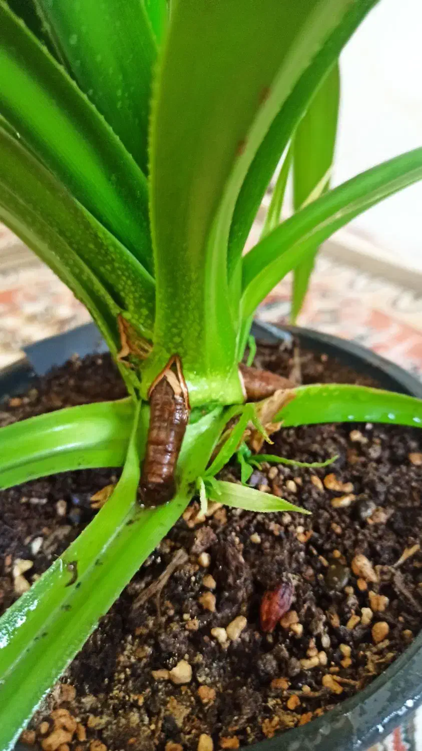 گل پاندانوس|گل و گیاه طبیعی|قزوین, |دیوار