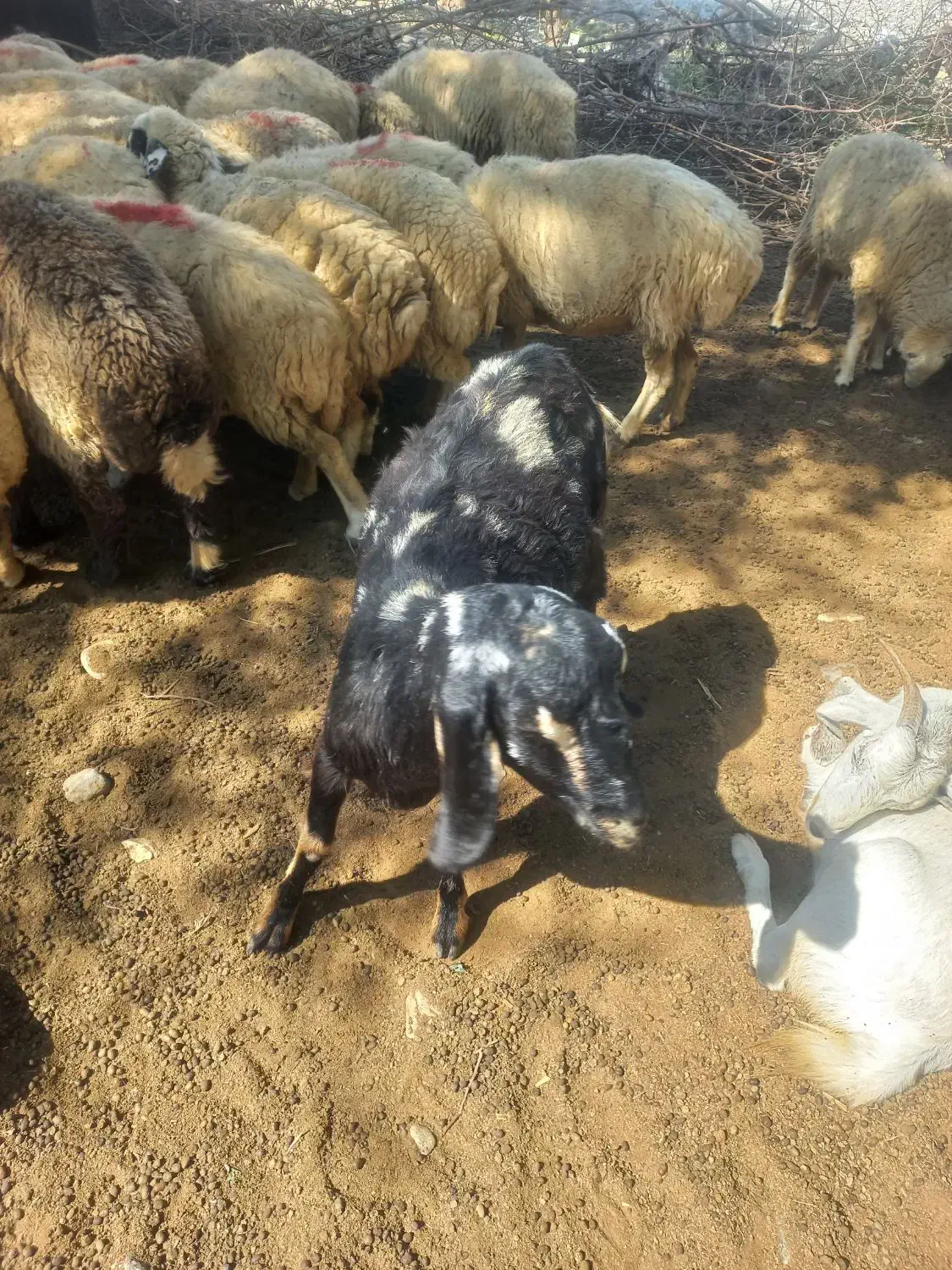 معامله بز با گاو فاریاب|حیوانات مزرعه|فاریاب, |دیوار