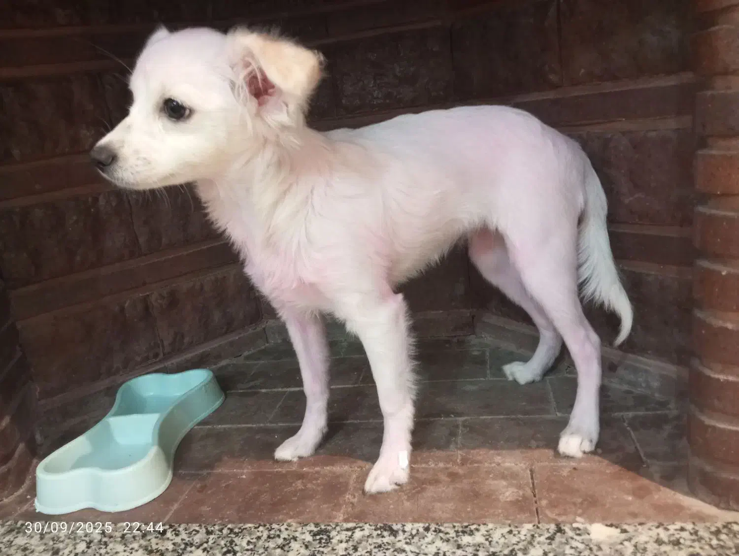 برفی گمشده|حیوانات|ورامین, ورامین|دیوار