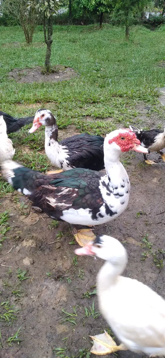 اردک اسراییلی|حیوانات مزرعه|واجارگاه, |دیوار