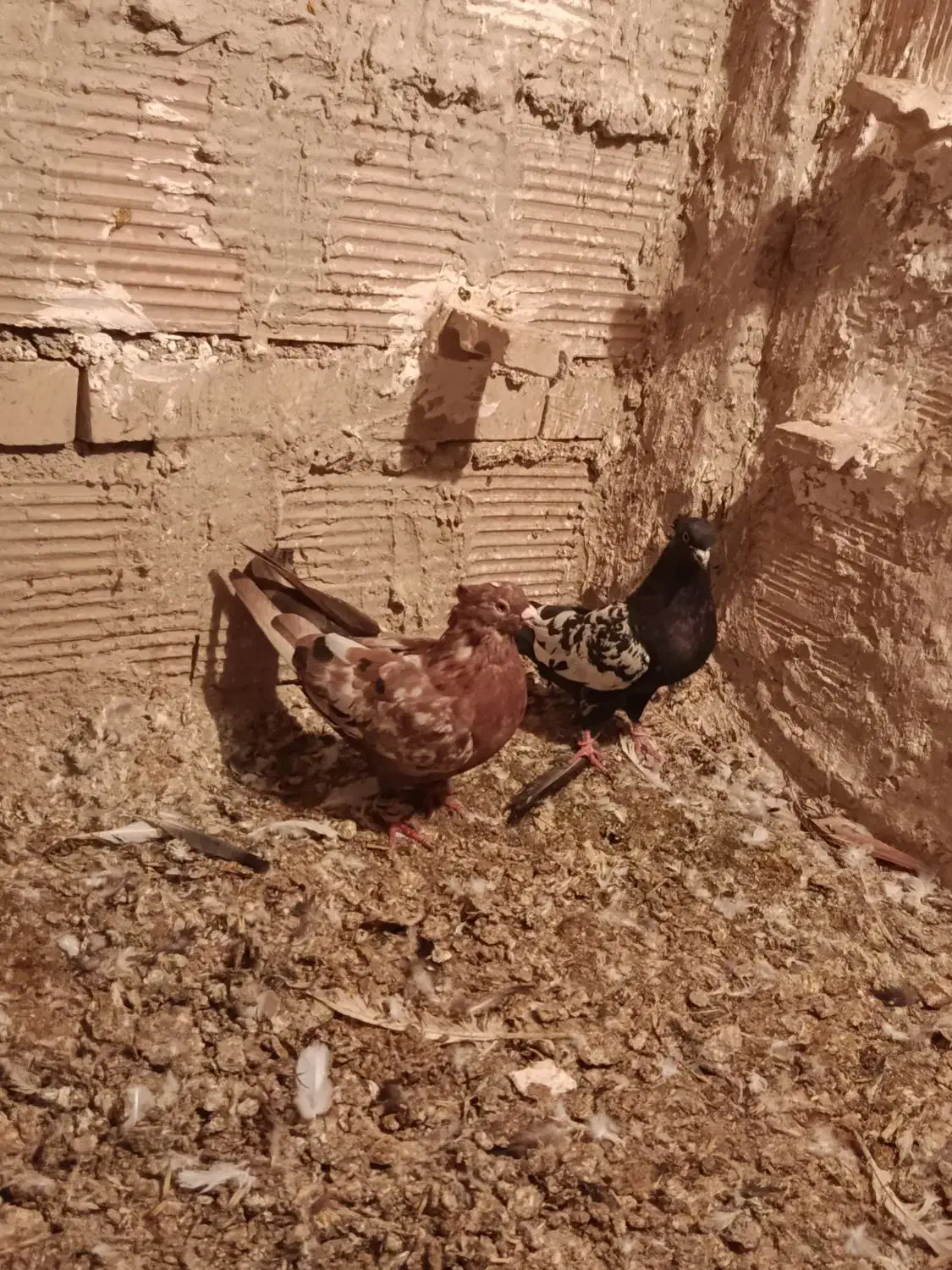 کبوتر پرشی|پرنده|درگز, |دیوار