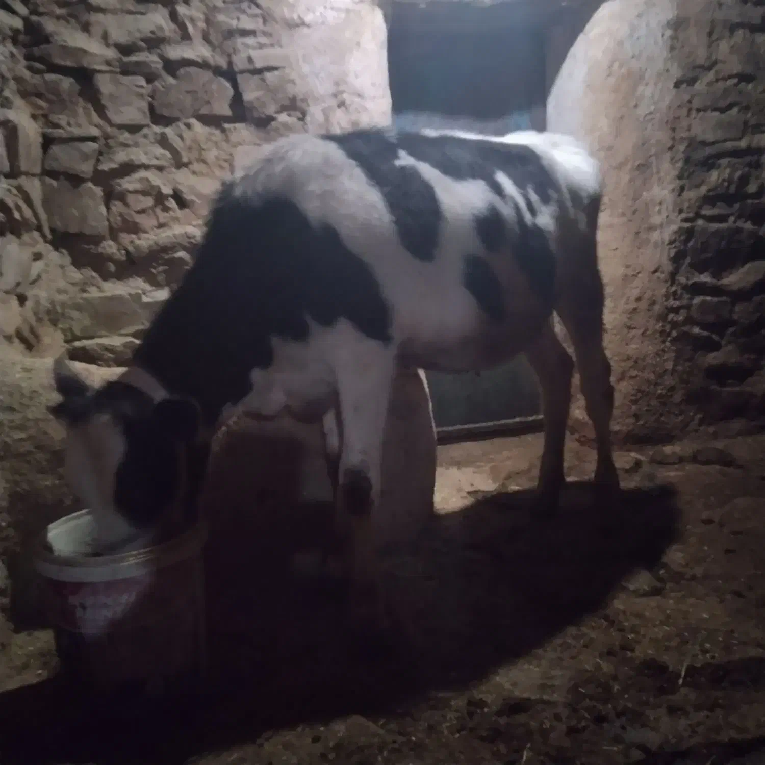 گوساله‌هلشتاین|حیوانات مزرعه|کلاترزان, |دیوار