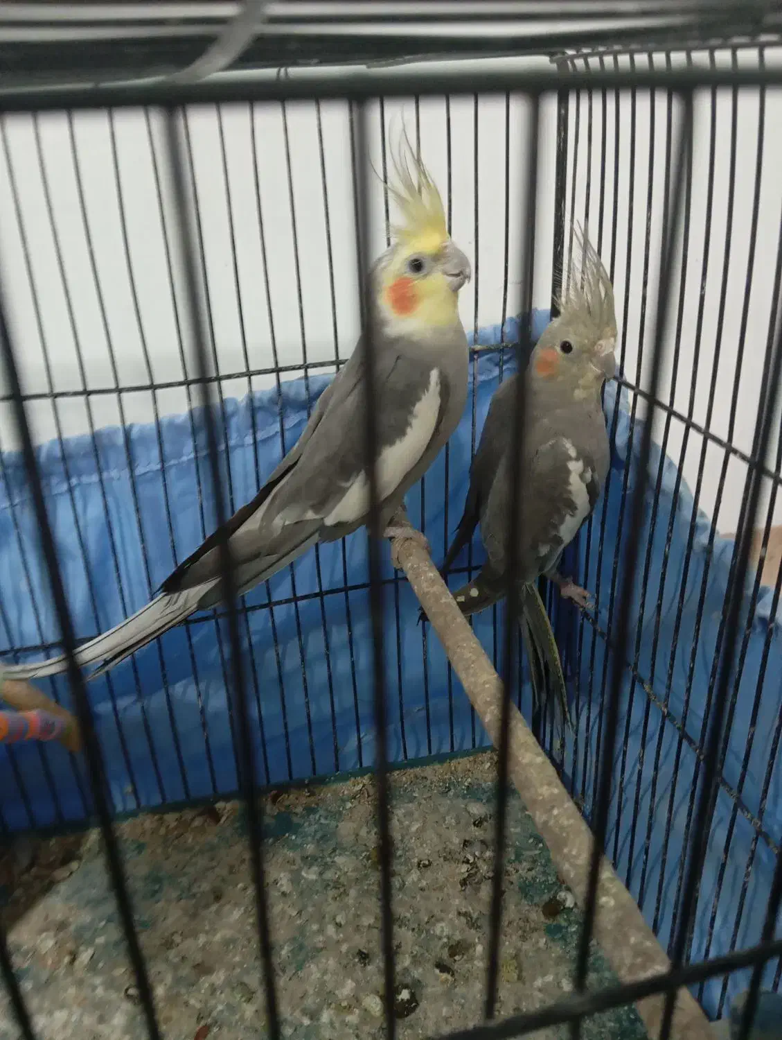 فروش یک جفت عروس هلندی مولد و جوان|پرنده|لوندویل, |دیوار