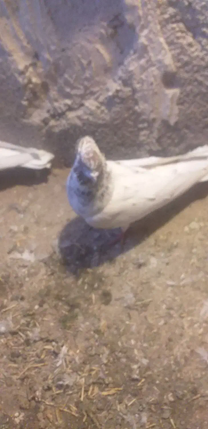 کفتر کله ای|پرنده|بستان آباد, |دیوار