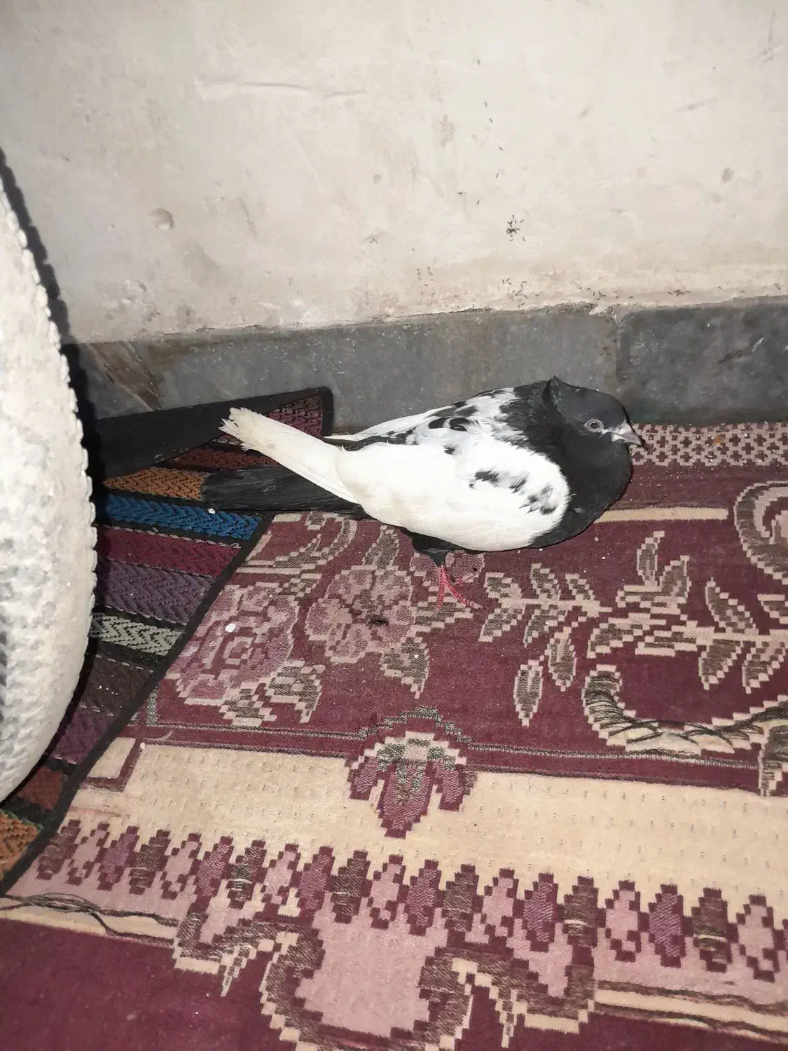 کبوتر سینی|حیوانات|اهواز, کوی مندلی(سه راه خرمشهر)|دیوار