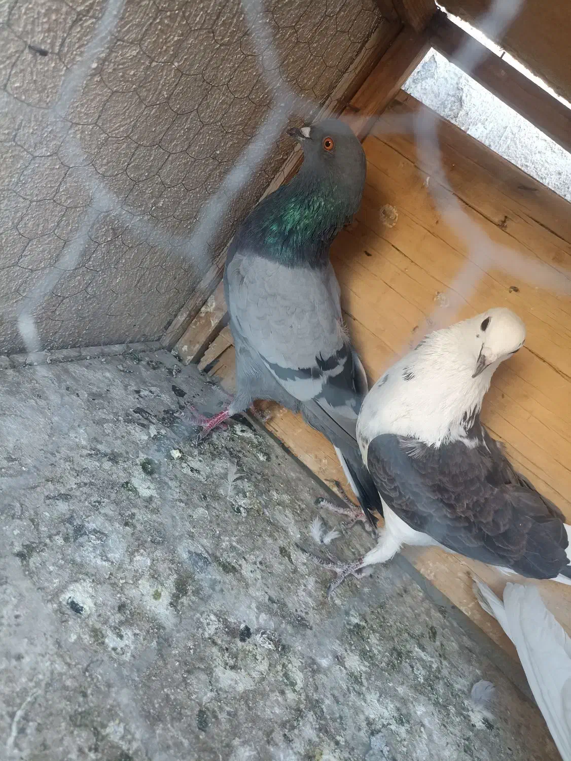 کفتر پرشی|پرنده|کهریزک, |دیوار