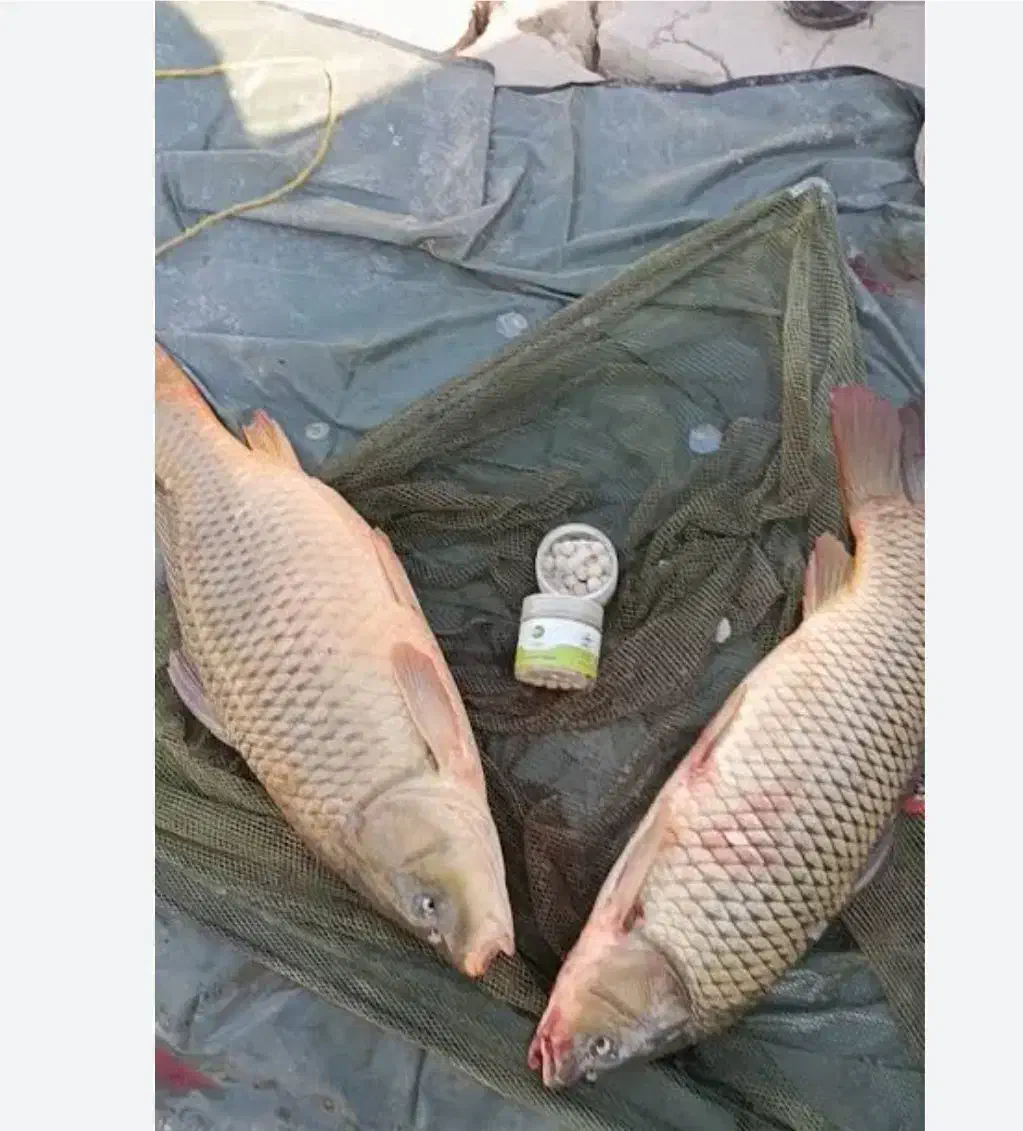 ماهیگیری با طعمه پاشی در دریا|ماهیگیری|فرح آباد, |دیوار