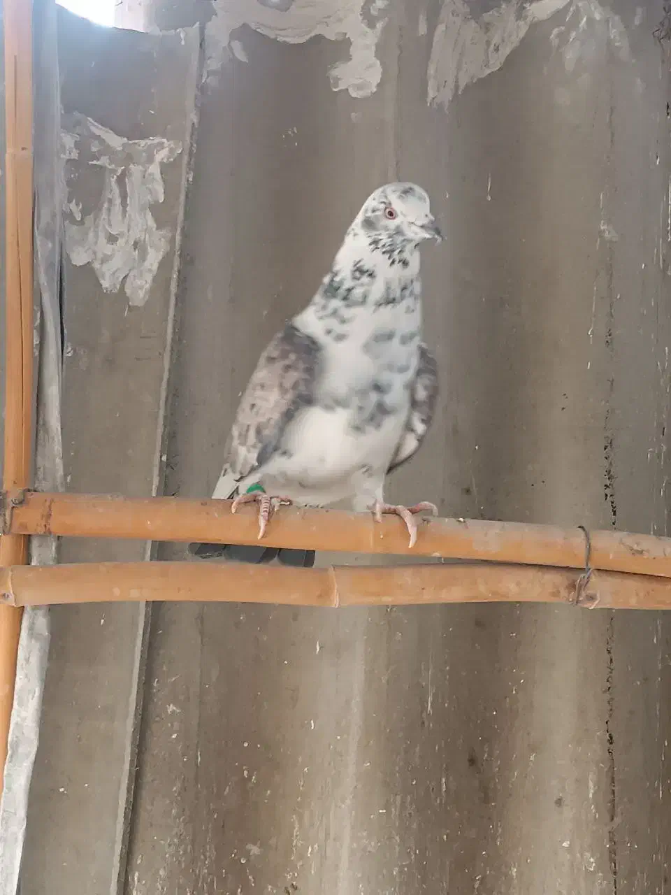 پرشی‌به‌شرت|پرنده|ری, تقی آباد|دیوار