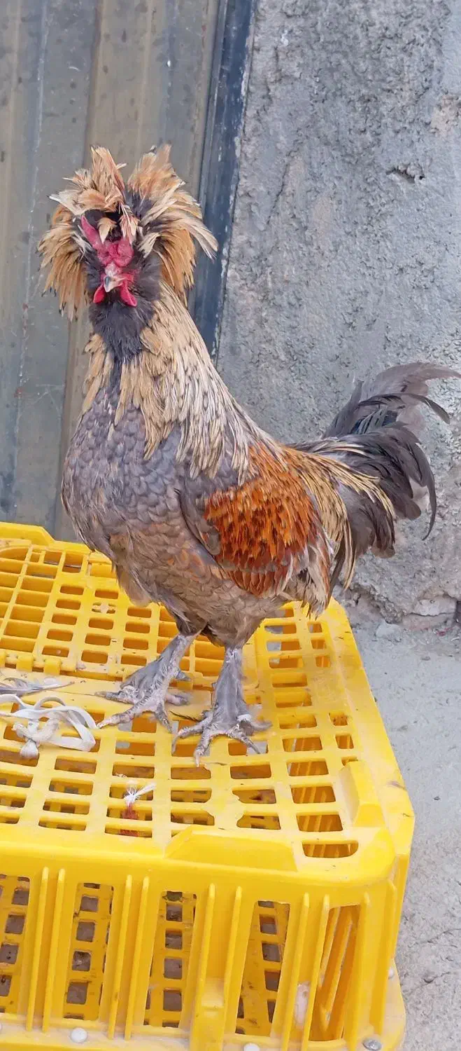 خروس زینتی به فروش میر سد|حیوانات مزرعه|گلپایگان, |دیوار