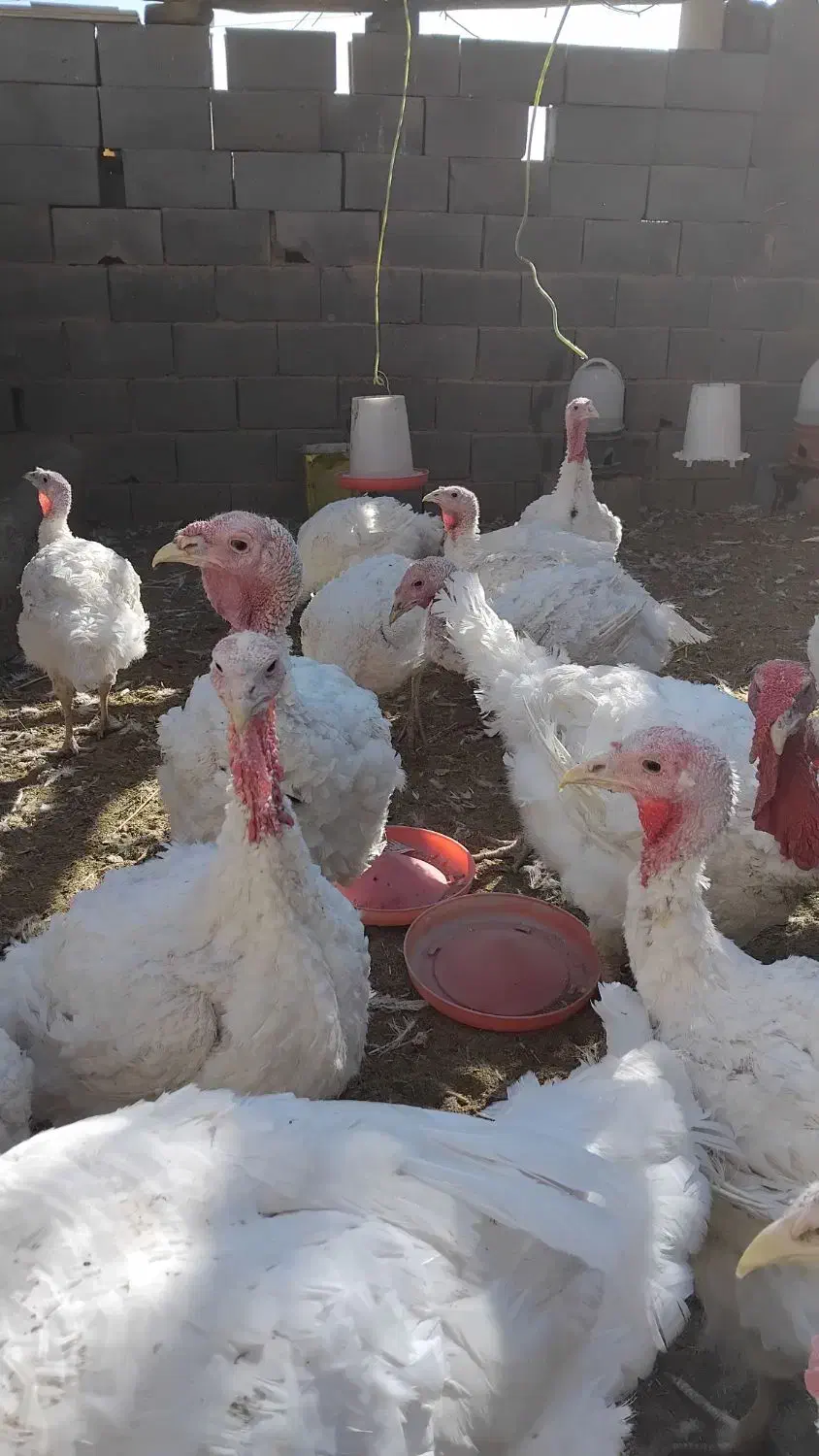 فروش بوقلمون|حیوانات مزرعه|مبارکه, |دیوار