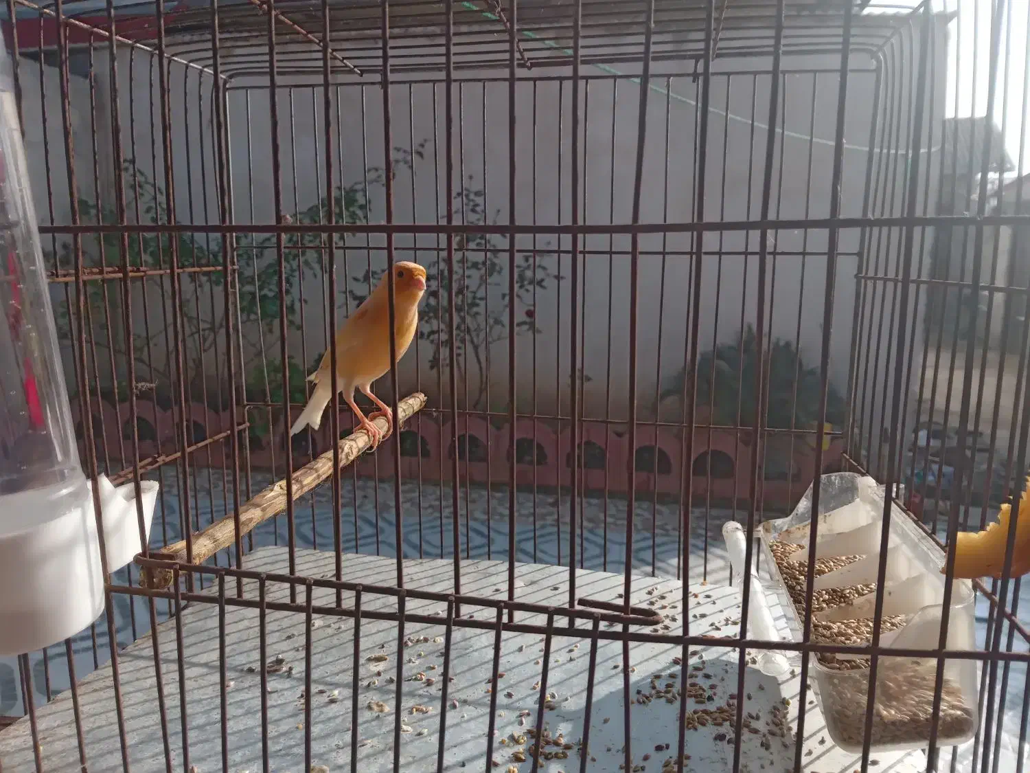 قناری نر قرص بخان|پرنده|سنگر, |دیوار