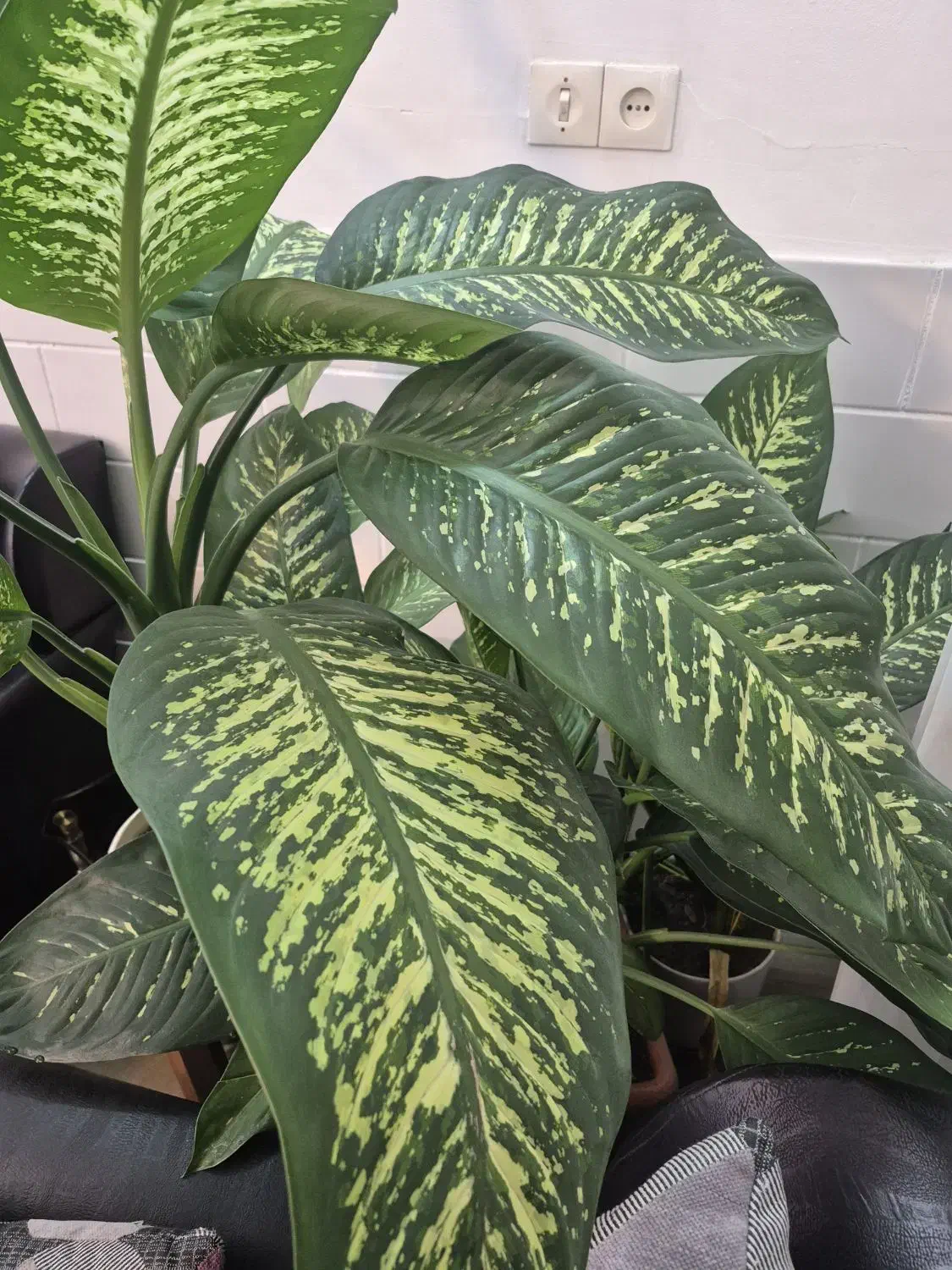 دیفن باخیا سرحال|گل و گیاه طبیعی|اراک, |دیوار