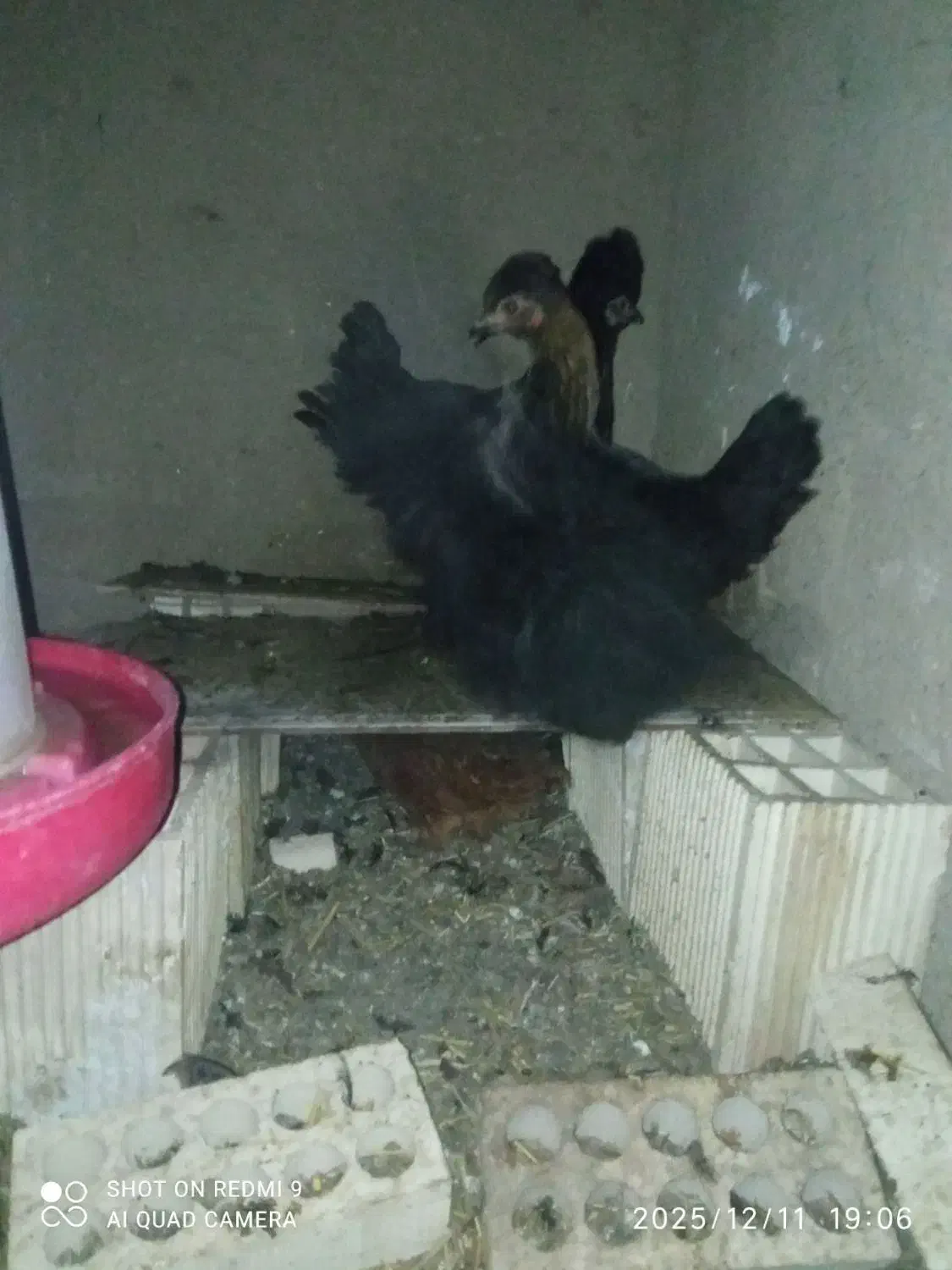 مرغ و چوری|حیوانات مزرعه|عسگران, |دیوار