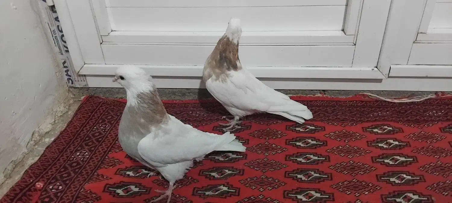 کبوترطوقی|پرنده|ماهیدشت, |دیوار