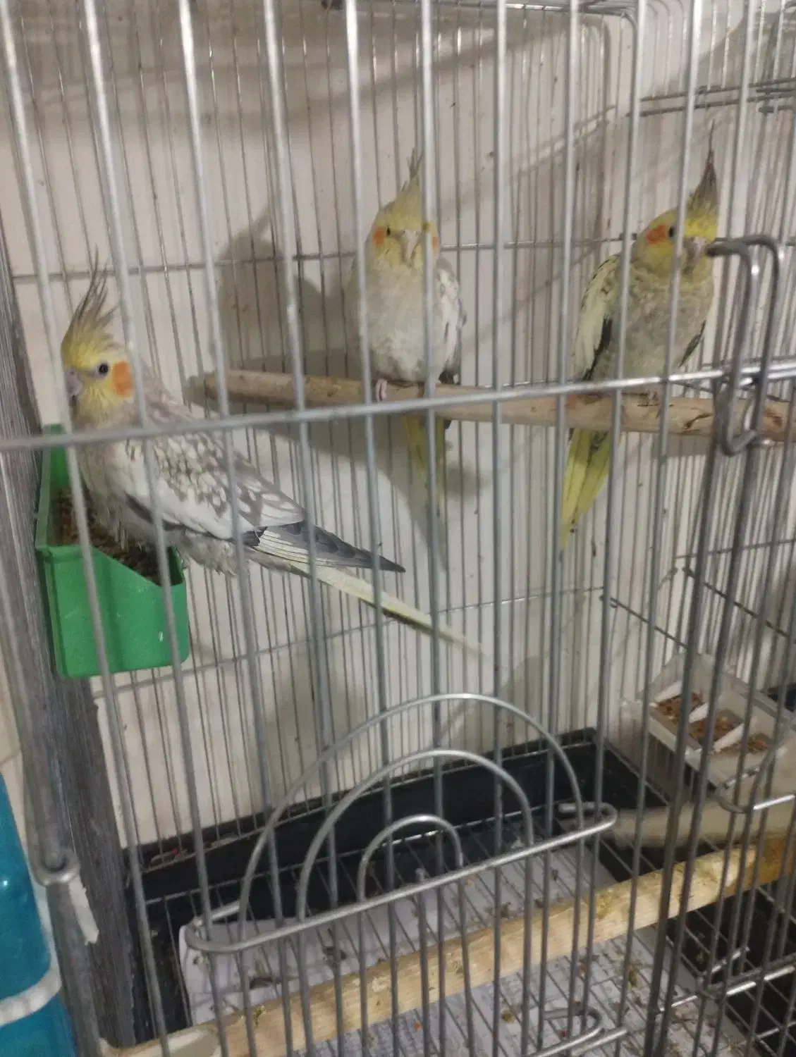 عروس لوتینو والبینو|پرنده|اسلامآباد غرب, |دیوار