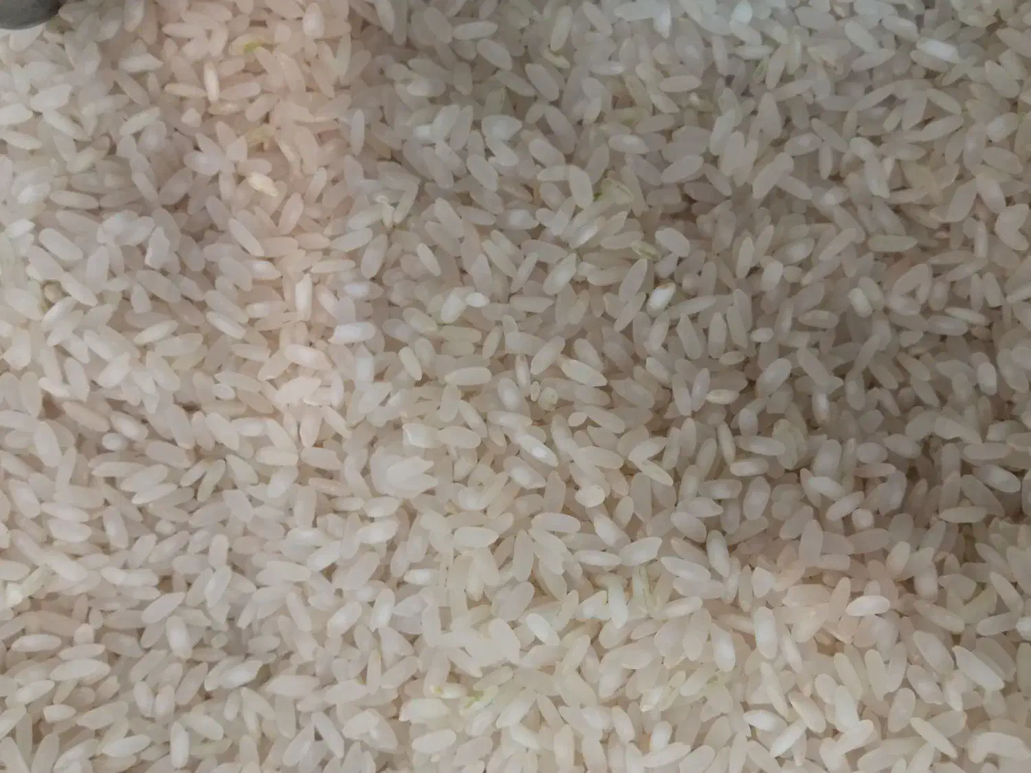 شالی و برنج کامفیروزی|خوردنی و آشامیدنی|شیراز, قدوسی شرقی|دیوار