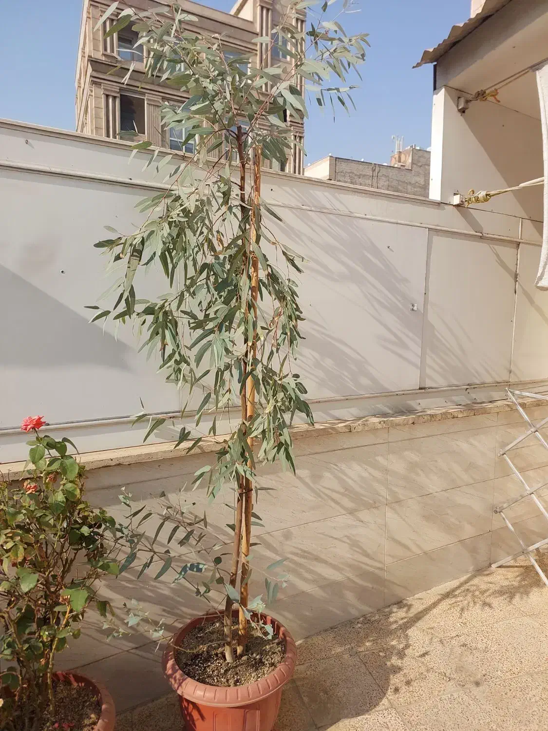 گل و نهال|گل و گیاه طبیعی|ری, فیروزآبادی|دیوار