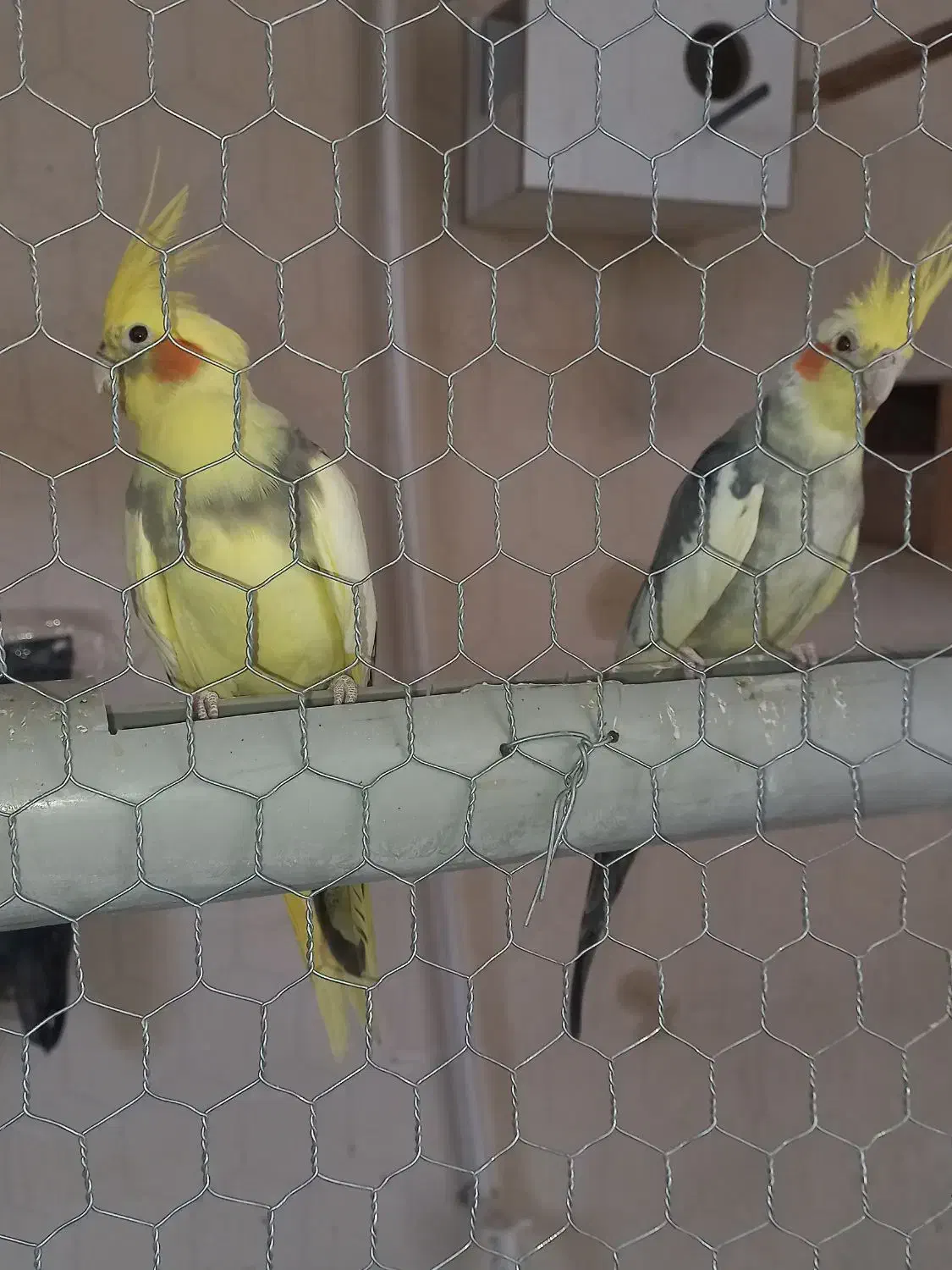 عروس هلندی مولد|پرنده|شاهین‌شهر, گزبرخوار|دیوار