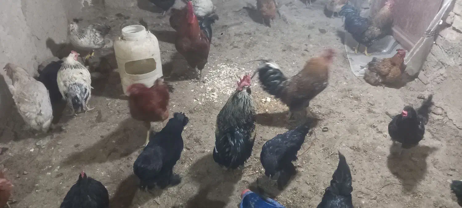 مرغ وخروس جوان|حیوانات مزرعه|خوی, |دیوار