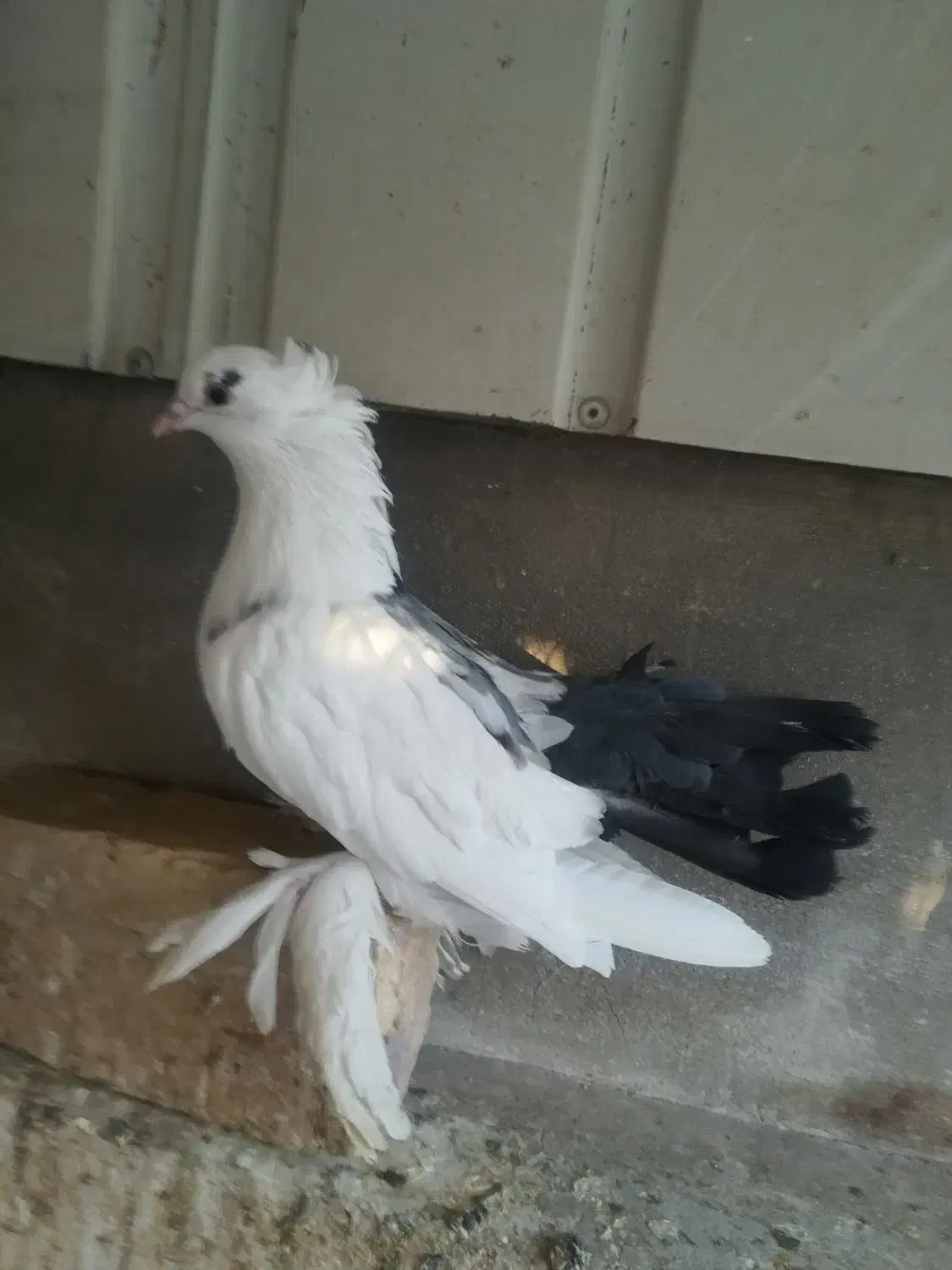 5 عدد کبوتر تزیینی|پرنده|قم, سربخش|دیوار