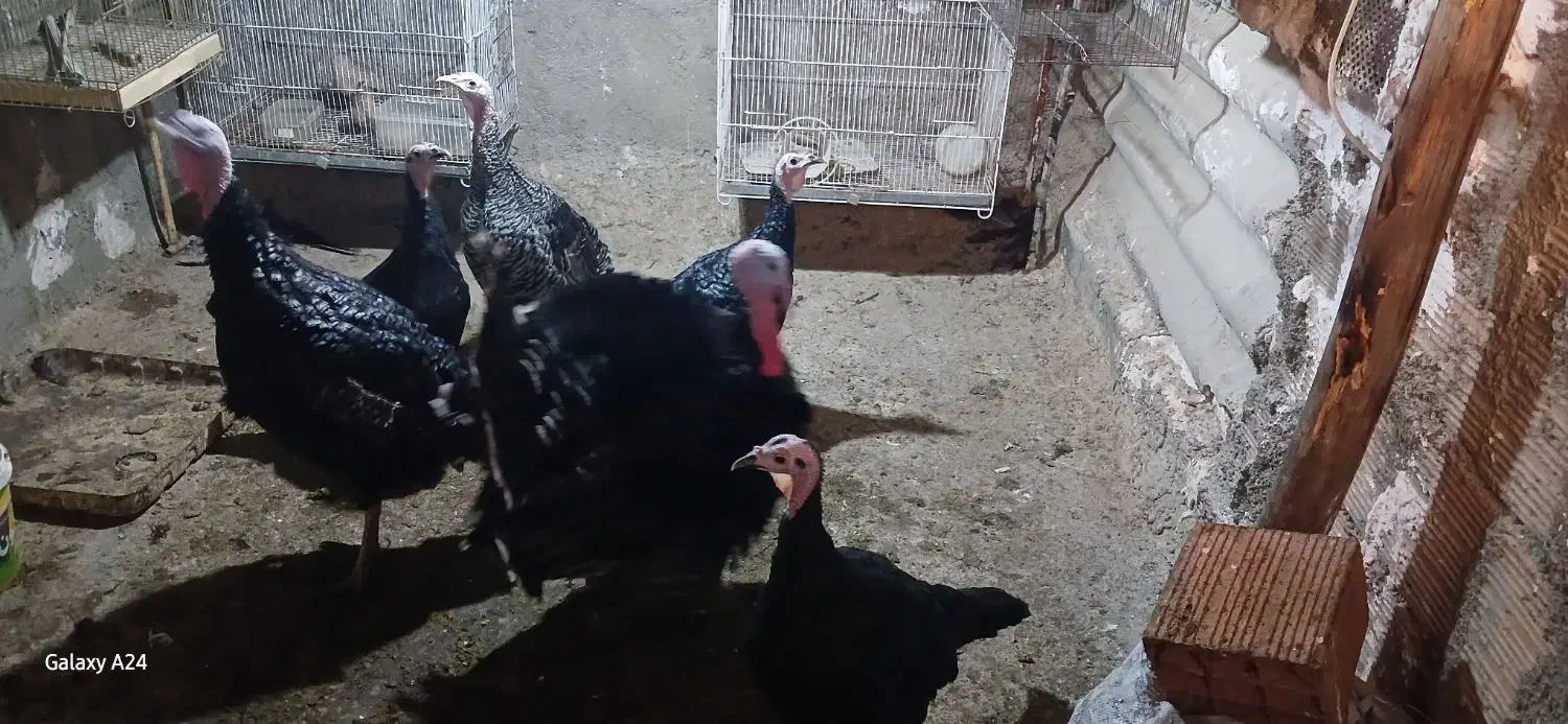 فروش بوقلمون|حیوانات مزرعه|گرگان, |دیوار