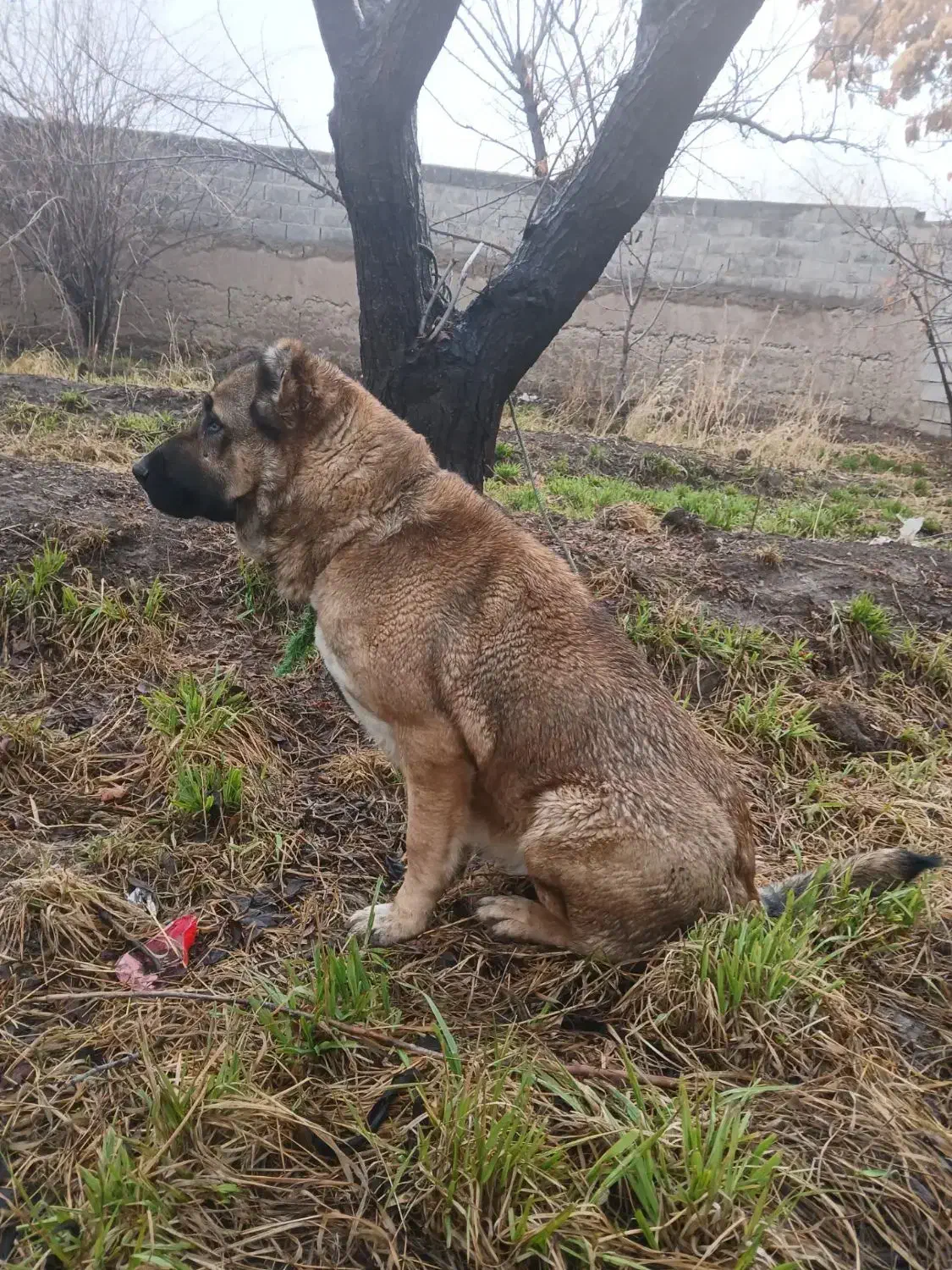 ماده سرابی|سگ|مشکین‌دشت, |دیوار