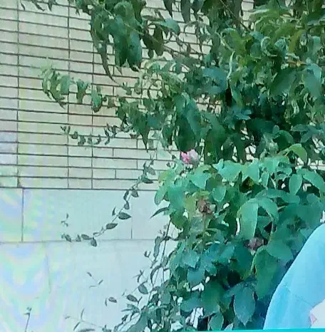 منزل اجاره ای اشکذرفیروزآبادشبانه روزی نفر شبی ۵۰۰|اجارهٔ خانه و ویلا|اشکذر, |دیوار