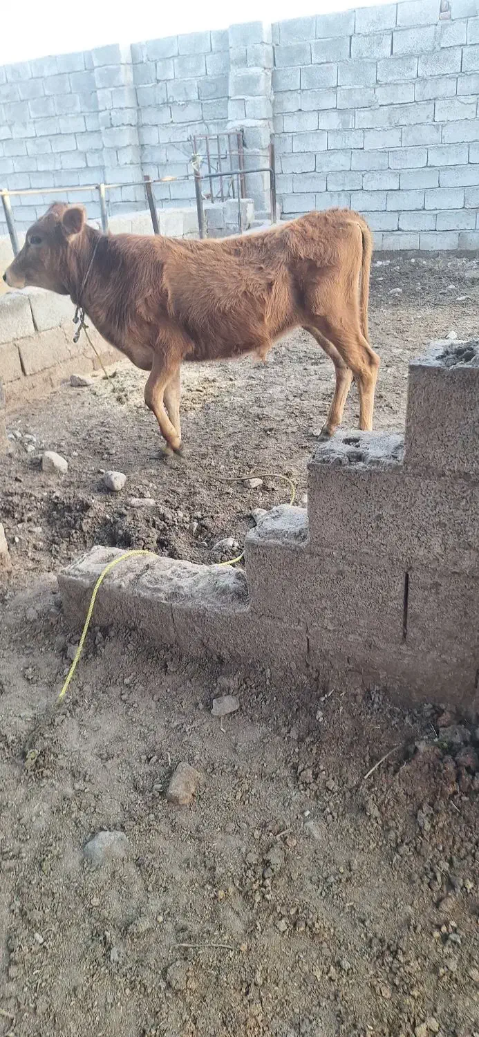 گاو فروشی|حیوانات مزرعه|جیرفت, |دیوار