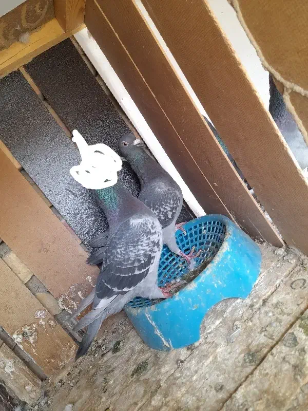 ماده گمشده|پرنده|کرباسک, |دیوار