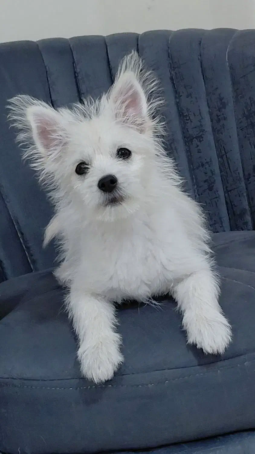 سگ پامر سفید|سگ|پردیس, فاز ۸|دیوار