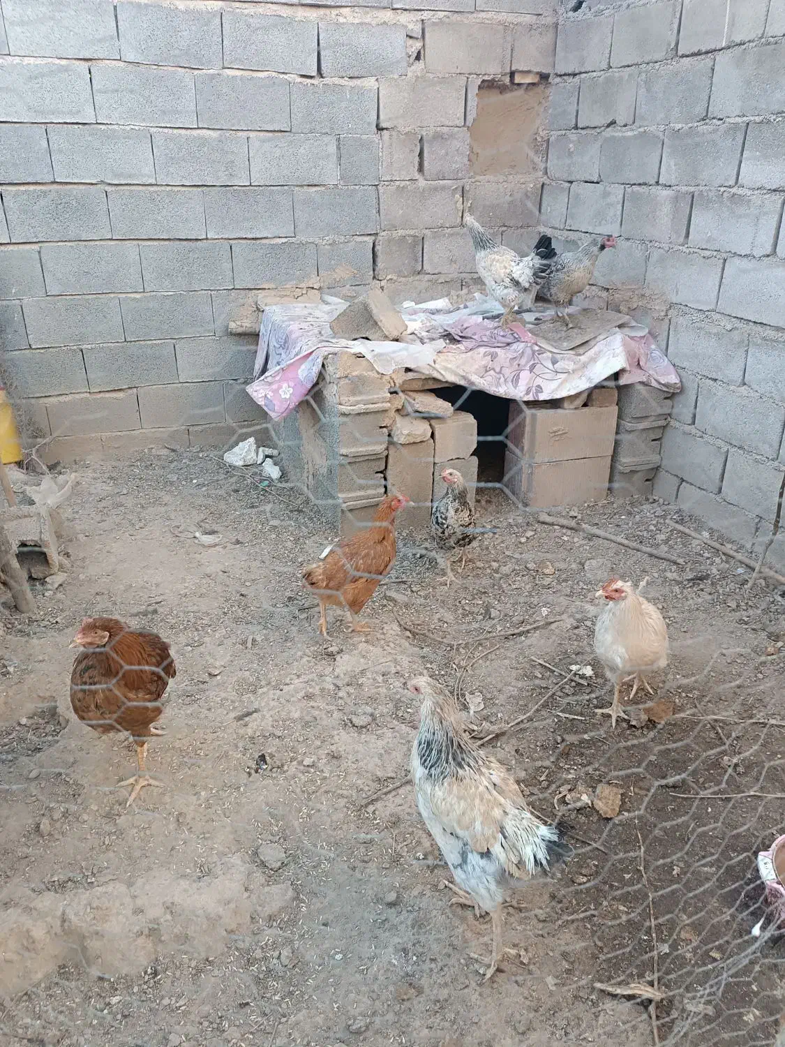 8تا مرغ و خروس|حیوانات مزرعه|آشخانه, |دیوار