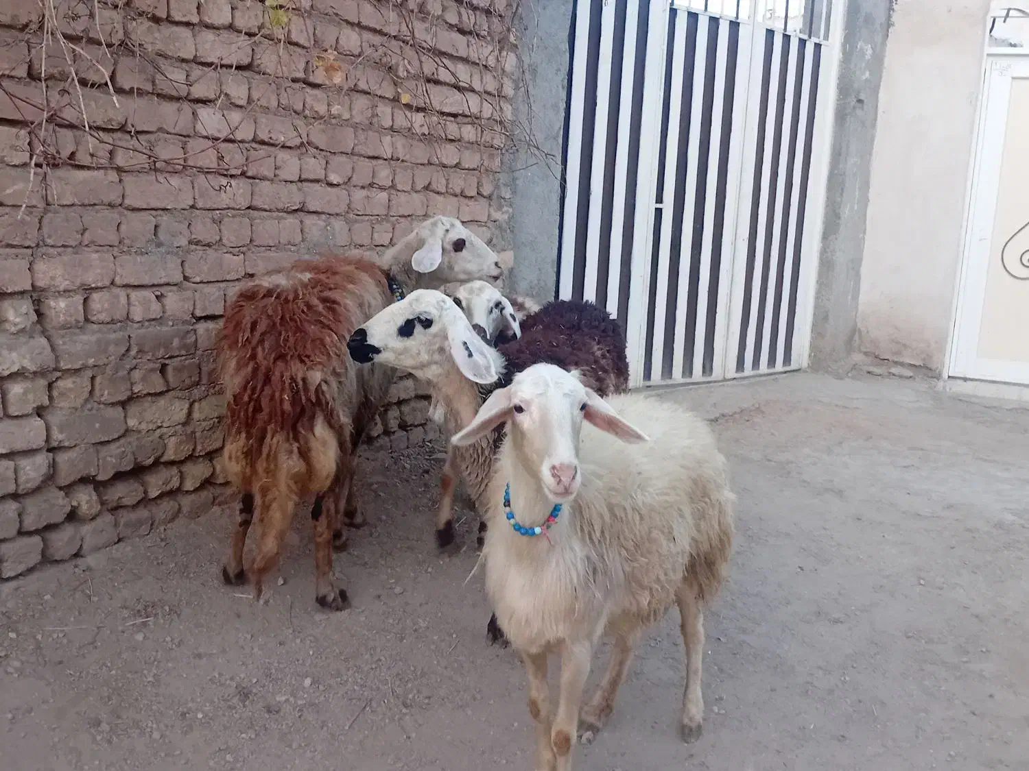 ۴عدد شک عروسک|حیوانات مزرعه|نهاوند, |دیوار