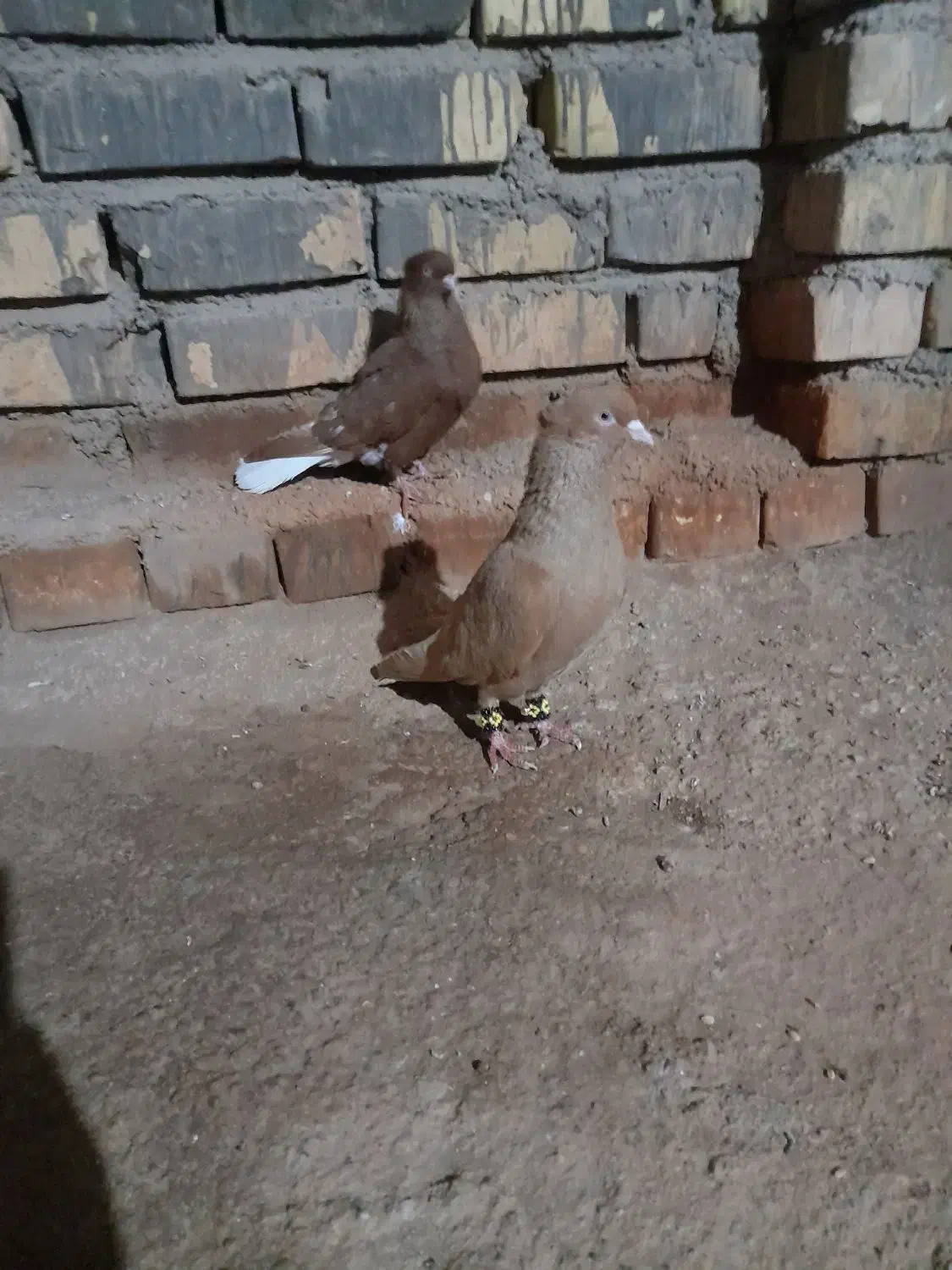 کبوتر|پرنده|اسفراین, |دیوار