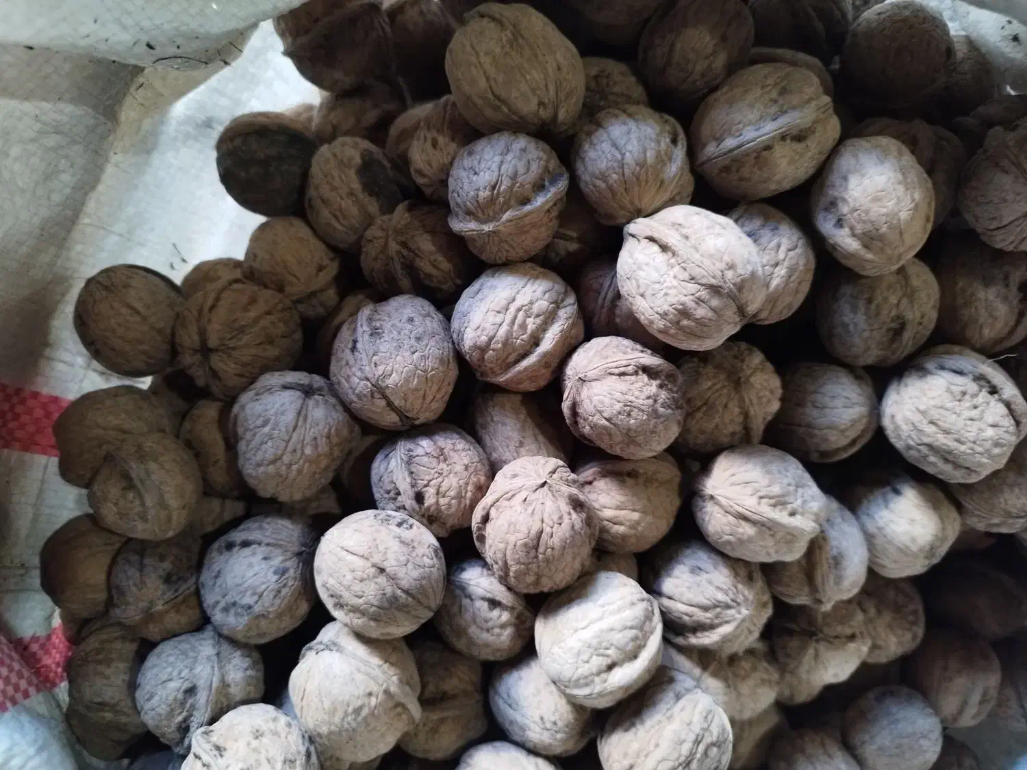 گردو درجه یک|خوردنی و آشامیدنی|اسدآباد, |دیوار