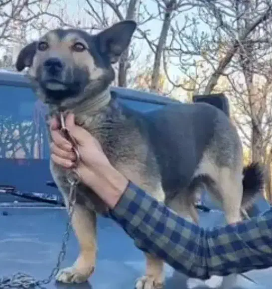 گم شده.یک ملیون مژدگانی|حیوانات|شهرکرد, |دیوار