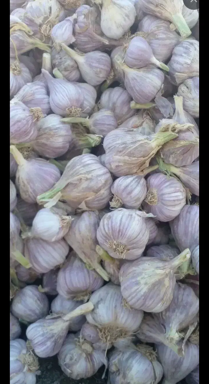 سیر|عمده‌فروشی|بشاگرد, |دیوار