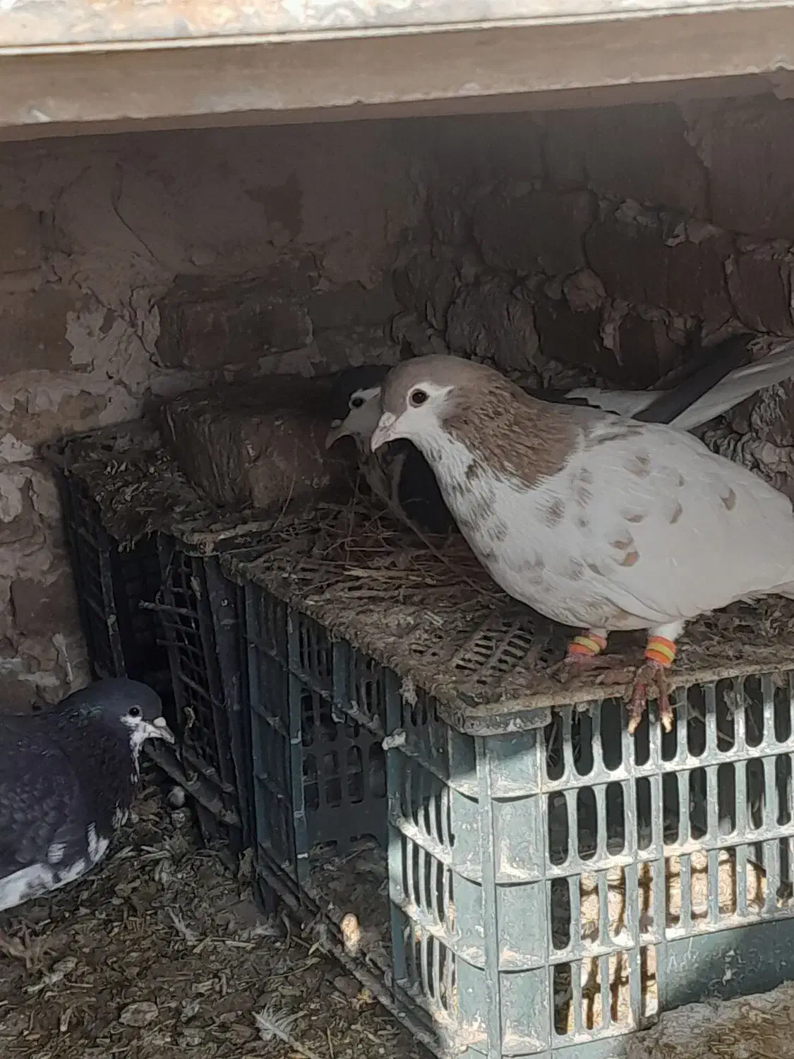 شیره انگور|پرنده|طاغنکوه, |دیوار